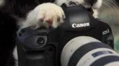 De ce nu pot face fotografii ale câinilor